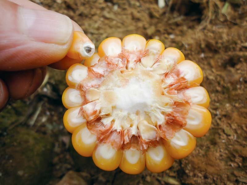 Au stade « point noir » du grain, à environ 35% d’humidité pour les variétés précoces, le Poids de mille grain maximal est atteint. - Illustration Des grains de maïs à 35% d’humidité