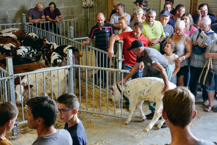 marche-veau-plouay-2