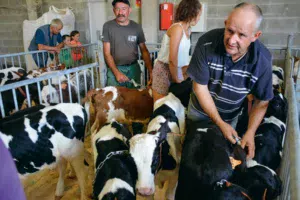 La préparation des veaux avant la vente.