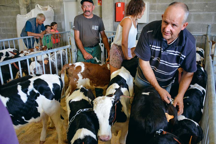 La préparation des veaux avant la vente. - Illustration Plus de 80 veaux vendus au cadran, à Plouay