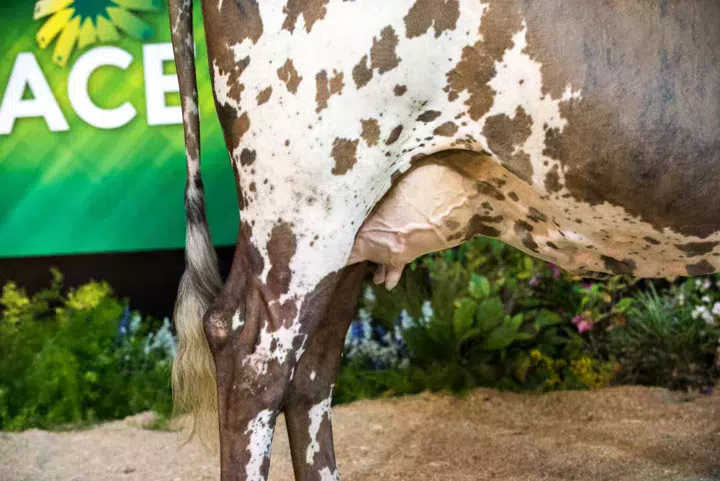 Jacquette, à l’EARL Martin à Plouasne (22), a été désignée Meilleure mamelle jeune.