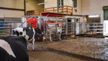 Le robot de traite Lely A4 a succédé en 2011 au A2 qui datait de 2000.