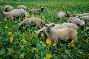 Le colza est une plante équilibrée au niveau alimentaire. Inutile d’y ajouter du concentré.