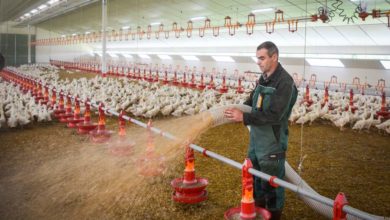 Photo of La pailleuse en poste fixe alimente 3 poulaillers