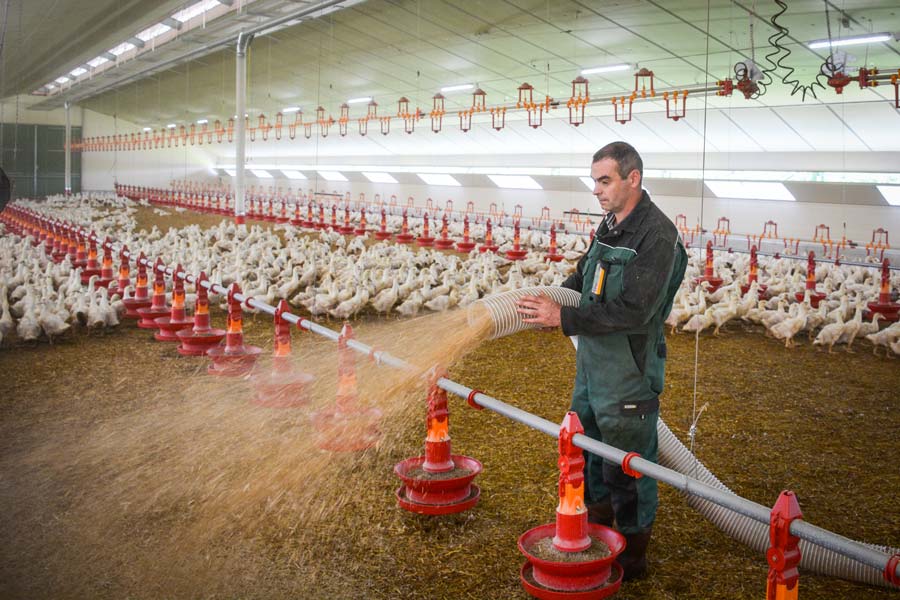 L’éleveur paille ses bâtiments seul et avec facilité. Le tuyau souple se branche sur les descentes situées tous les 15 m dans le poulailler. - Illustration La pailleuse en poste fixe alimente 3 poulaillers