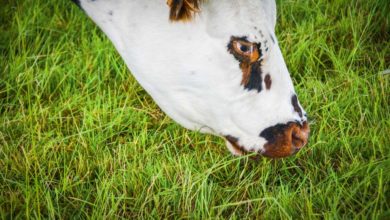 Photo of Lait bio : profiter de la situation du Nord-Finistère