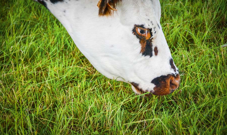 paturage - Illustration Lait bio : profiter de la situation du Nord-Finistère