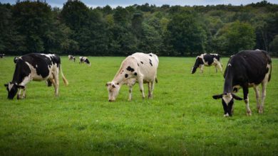 Photo of Les systèmes herbagers veulent s’adapter au climat