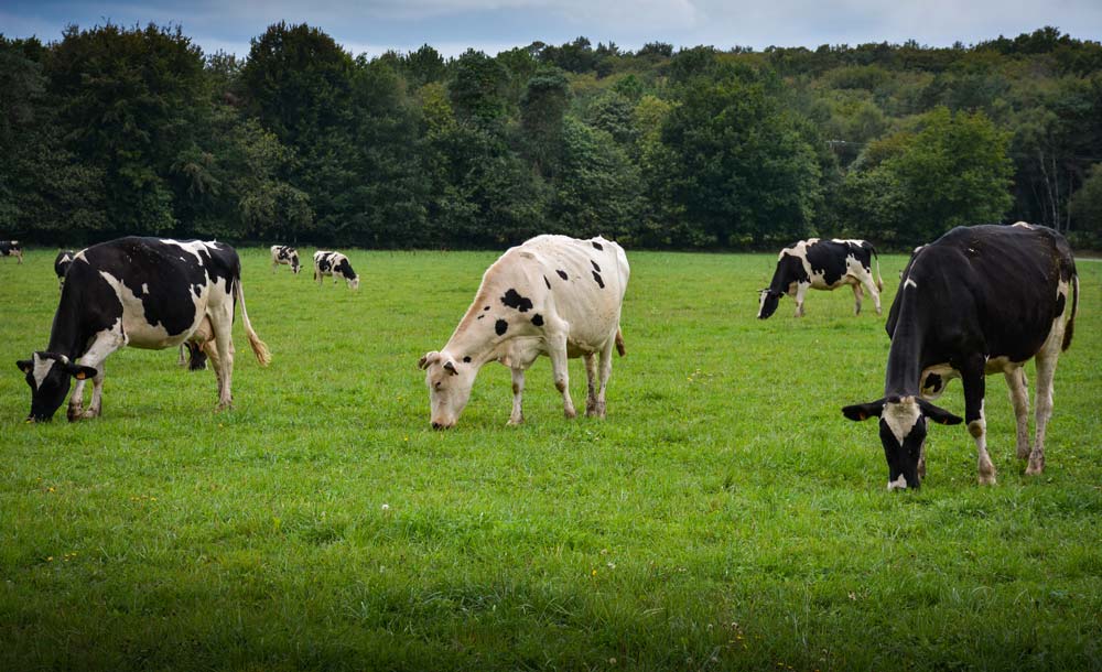 pature-systeme-herbager - Illustration Les systèmes herbagers veulent s’adapter au climat