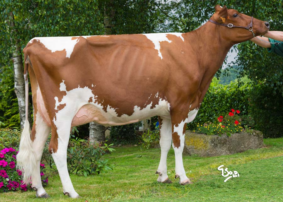 Hamelete (Dembrion x Tableau), mère du taureau JuniorR2A, est indexée à 136 d'Isu (+ 3,2 en TB et + 2,4 en TP). Ses demi-soeurs Hermione et Hermine (Dembrion x Camion), sont à 140 et 145 d'Isu, avec respectivement + 2,5 et + 3,1 en TP. - Illustration Pie Rouge : le taureau Junior R2A a de qui tenir