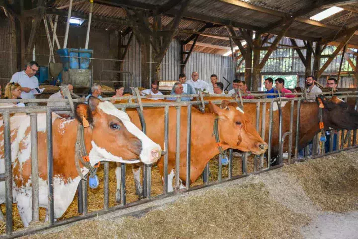 Pascal Nello et Philippe Gicquel, associés du Gaec, ont reçu les éleveurs Pie Rouge sur leur élevage lors de l'assemblée générale de France Pie Rouge en juillet dernier.