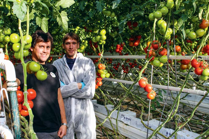 À gauche, Pierre Guyomar, producteur à Camlez et Jean Troadec, technicien à Hortalis, lors du suivi Natugro. - Illustration Cultures sous abri : NatuGro, une solution éco-responsable