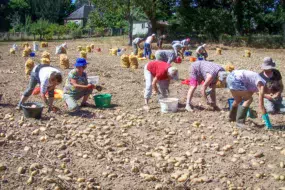 Les demi-journées (binage de flageolets ou récolte des pommes de terre) sont aussi l'occasion d'un pique-nique convivial en bordure de la Claie. Les pommes de terre sont vendues lors de journées Emmaüs ou CCFD (Comité contre la faim et pour le développement).