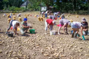 Les demi-journées (binage de flageolets ou récolte des pommes de terre) sont aussi l'occasion d'un pique-nique convivial en bordure de la Claie. Les pommes de terre sont vendues lors de journées Emmaüs ou CCFD (Comité contre la faim et pour le développement).