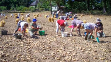 Photo of Des pommes de terre pour le Burkina