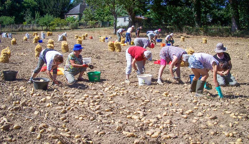 Les demi-journées (binage de flageolets ou récolte des pommes de terre) sont aussi l'occasion d'un pique-nique convivial en bordure de la Claie. Les pommes de terre sont vendues lors de journées Emmaüs ou CCFD (Comité contre la faim et pour le développement). - Illustration Des pommes de terre pour le Burkina