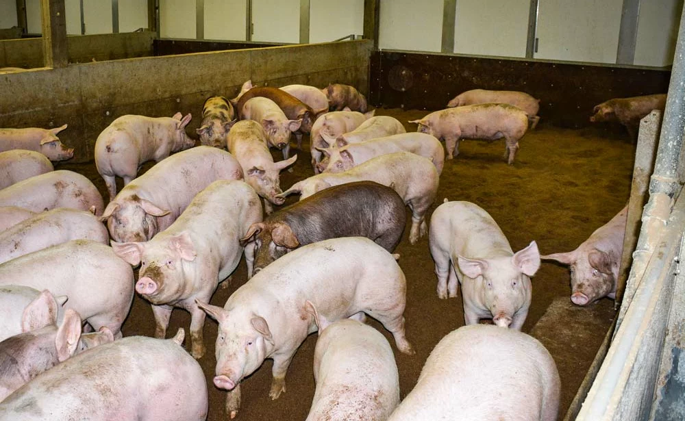 porc-bien-etre-sciure - Illustration Bien-être animal : des élevages étoilés