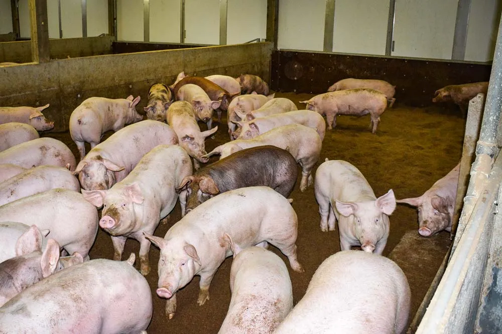 porc-bien-etre-sciure - Illustration Bien-être animal : des élevages étoilés
