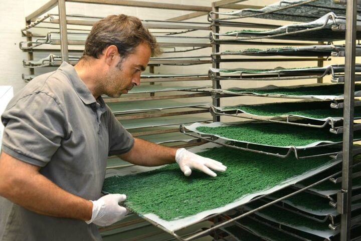 Après avoir été passée dans une machine, de type poussoir à viande (qui lui donne cet aspect filandreux), la spiruline est disposée sur des chariots à claies et placée dans une salle de séchage. Elle est chauffée, comme les bassins de culture, par l’énergie thermique issue de la combustion du biogaz.