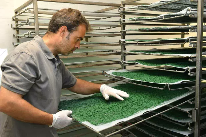 Après avoir été passée dans une machine, de type poussoir à viande (qui lui donne cet aspect filandreux), la spiruline est disposée sur des chariots à claies et placée dans une salle de séchage. Elle est chauffée, comme les bassins de culture, par l’énergie thermique issue de la combustion du biogaz.
