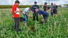 Des agriculteurs visitent une parcelle de repousses de colza dans laquelle sera semé un blé, chez Dominique Conanec (au centre), avec Denis Le Bossé, de la Chambre d'agriculture. La couverture permanente favorise la vie du sol.