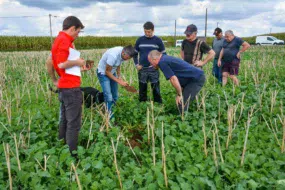 Des agriculteurs visitent une parcelle de repousses de colza dans laquelle sera semé un blé, chez Dominique Conanec (au centre), avec Denis Le Bossé, de la Chambre d'agriculture. La couverture permanente favorise la vie du sol.