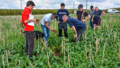 Photo of Le strip-till au peigne fin