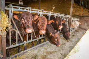 La ration des taurillons est basée sur de l’ensilage de maïs, de l’enrubannage, un mélange céréalier et du maïs grain.