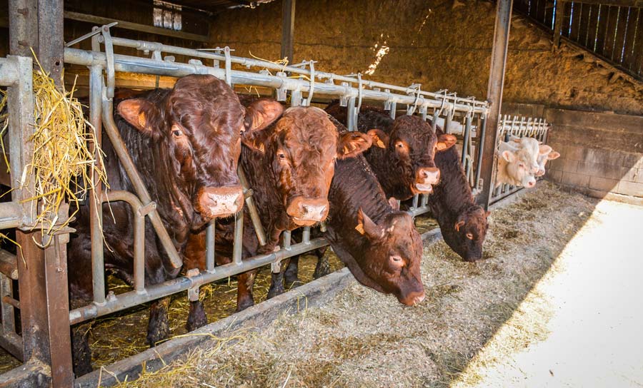 La ration des taurillons est basée sur de l’ensilage de maïs, de l’enrubannage, un mélange céréalier et du maïs grain. - Illustration Vers davantage d’autonomie alimentaire en Salers