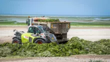 L’épandange des algues vertes en frais constitue le moyen d’élimination le plus simple et le moins onéreux. Le problème, c’est la disponibilité des terres en période estivale quand les cultures sont encore sur pied. Les volumes récoltés sont en bonne partie compostés. Le produit est normalisé et exporté.