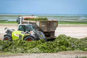 L’épandange des algues vertes en frais constitue le moyen d’élimination le plus simple et le moins onéreux. Le problème, c’est la disponibilité des terres en période estivale quand les cultures sont encore sur pied. Les volumes récoltés sont en bonne partie compostés. Le produit est normalisé et exporté.