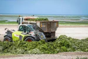 L’épandange des algues vertes en frais constitue le moyen d’élimination le plus simple et le moins onéreux. Le problème, c’est la disponibilité des terres en période estivale quand les cultures sont encore sur pied. Les volumes récoltés sont en bonne partie compostés. Le produit est normalisé et exporté.