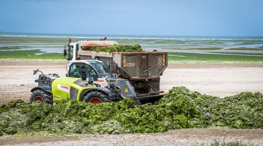 L’épandange des algues vertes en frais constitue le moyen d’élimination le plus simple et le moins onéreux. Le problème, c’est la disponibilité des terres en période estivale quand les cultures sont encore sur pied. Les volumes récoltés sont en bonne partie compostés. Le produit est normalisé et exporté. - Illustration Algues vertes : une précocité prévisible