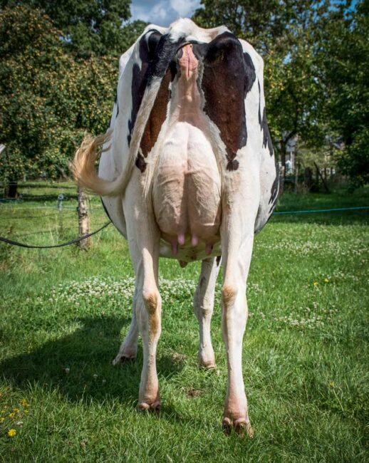 Joker (Chelios x Windbrook) présente sa mamelle au naturel.