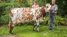 Classée 4e de sa section au Space en 2016, Invitée (Aubray x Primate), accompagnée de Marie-Anne et Bernard Moisan, devrait retrouver le ring de Rennes cette année. 