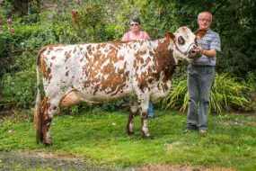 Classée 4e de sa section au Space en 2016, Invitée (Aubray x Primate), accompagnée de Marie-Anne et Bernard Moisan, devrait retrouver le ring de Rennes cette année. 