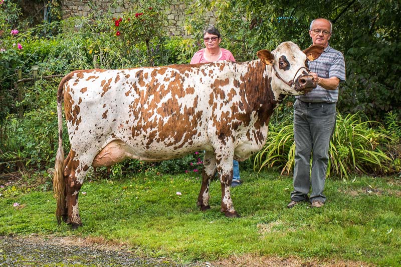 Classée 4e de sa section au Space en 2016, Invitée (Aubray x Primate), accompagnée de Marie-Anne et Bernard Moisan, devrait retrouver le ring de Rennes cette année.  - Illustration Normande : Invitée à nouveau sur le ring du Space