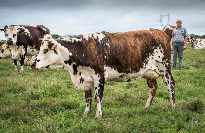 Bernard Moisan, qui a jugé plusieurs départementaux et le Space en 2010, apprécie les progrès réalisés sur le poste mamelle chez lui et à l’échelle de la race grâce à la sélection et au vêlage précoce. « Cette primipare a mis bas à 26 mois. Son pis est soudé au corps, l’attache arrière est de qualité. Avant, les mamelles étaient plus lourdes, elles bougeaient davantage au cours de la carrière. » Joujou est un fille du taureau génomique Fuseos Isy qui vient d’être remis en service.