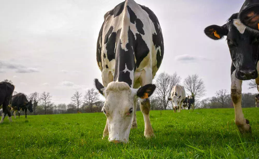 En cas de conditions climatiques plus favorables en 2017/18, la collecte de lait bio française va s’accroître. - Illustration PHF et HBC créent Symbiose