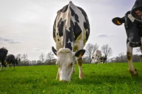 En cas de conditions climatiques plus favorables en 2017/18, la collecte de lait bio française va s’accroître.
