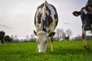 En cas de conditions climatiques plus favorables en 2017/18, la collecte de lait bio française va s’accroître.