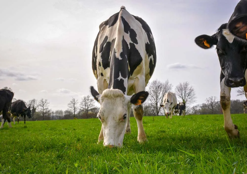En cas de conditions climatiques plus favorables en 2017/18, la collecte de lait bio française va s’accroître. - Illustration Le lait bio concurrencé par d’autres différenciations