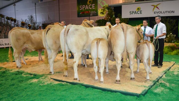 Trois élevages bretons participaient à la très belle section des vaches suitées.