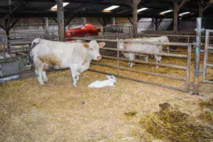 Le box de vêlage est équipé d’une barrière qui se replie sur la vache. La partie supérieure s’ouvre pour les césariennes et la porte inférieure pour faire téter les veaux.