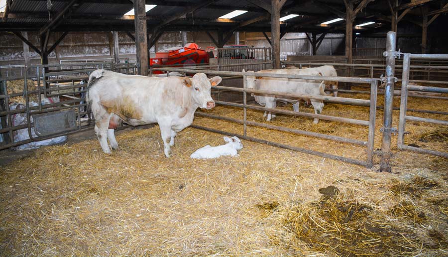 Le box de vêlage est équipé d’une barrière qui se replie sur la vache. La partie supérieure s’ouvre pour les césariennes et la porte inférieure pour faire téter les veaux. - Illustration Dix cases pour bien maîtriser les vêlages