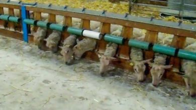 Photo of Un couloir d’alimentation inaccessible aux agneaux