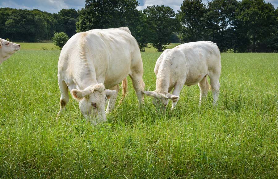 Charolaise-herbe - Illustration Le Herd Book Charolais lance la première vente aux enchères en ligne de reproducteurs certifiés