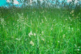 Dactyle au stade épiaison.