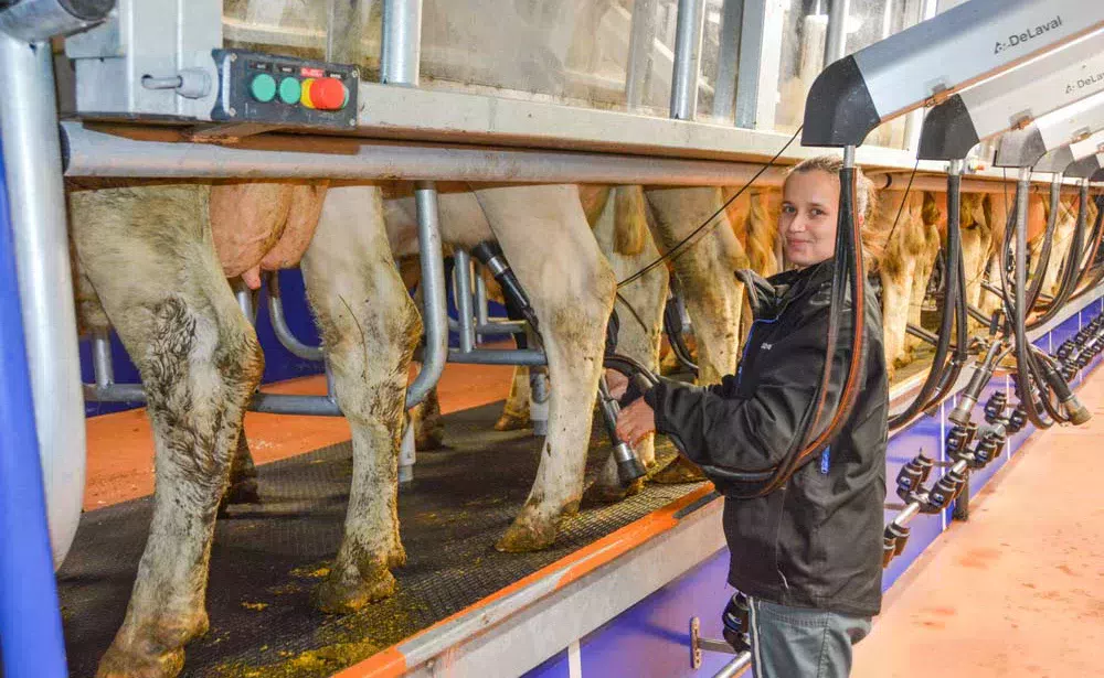 Marielle Colas apprécie la visibilité des animaux dans la salle de traite, rendue possible par le pare-bouse en plexiglass. - Illustration Un village laitier aux stratégies différentes