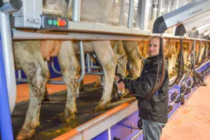 Marielle Colas apprécie la visibilité des animaux dans la salle de traite, rendue possible par le pare-bouse en plexiglass.